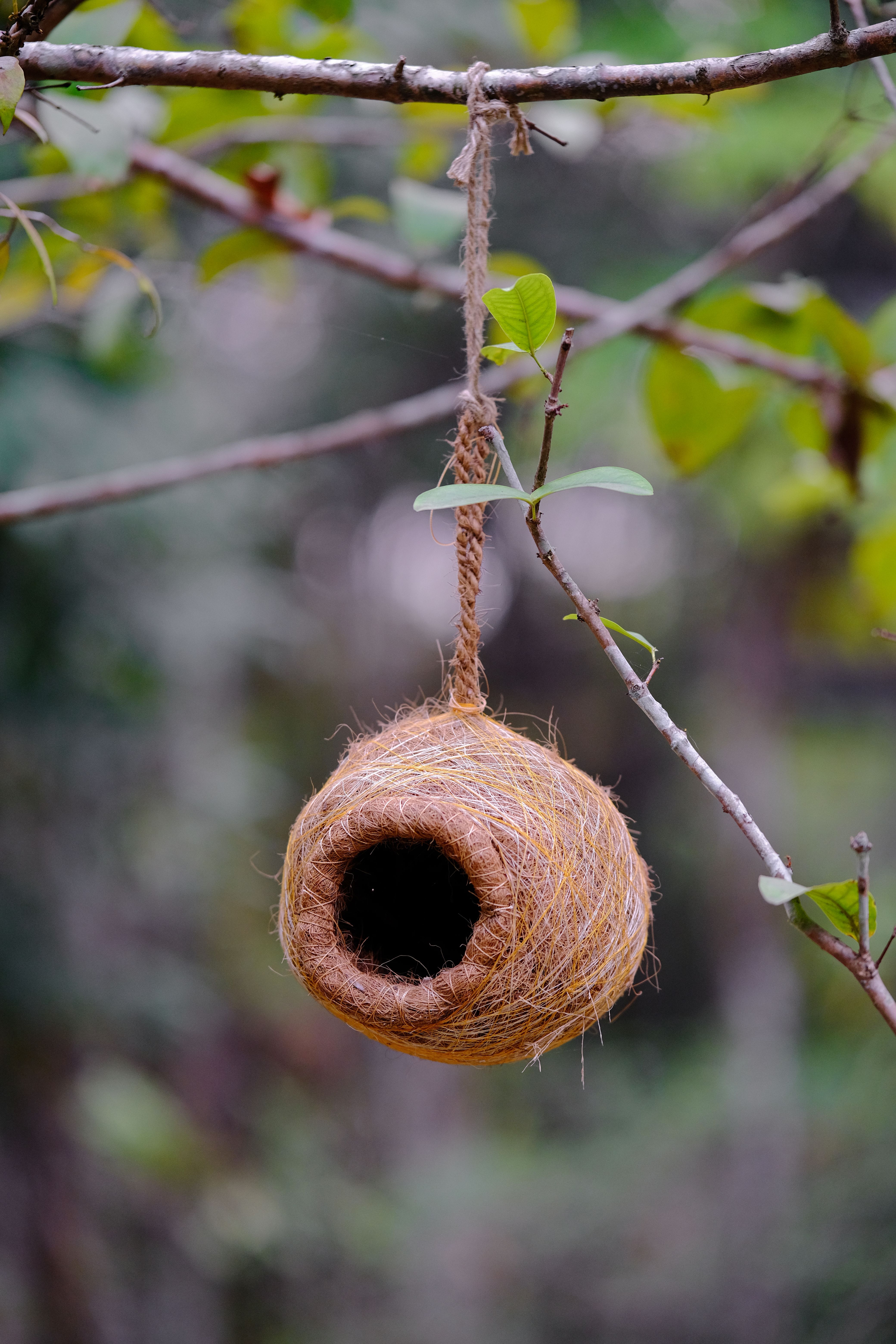 Organic bird nest hanging from a tree branch in a tranquil outdoor setting.
