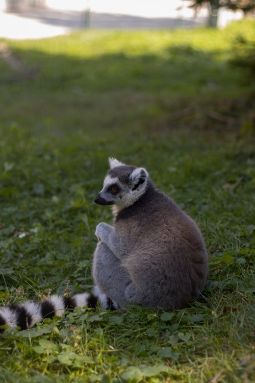 Free A cute ring-tailed lemur sitting on grass, captured in a tranquil, outdoor setting. Stock Photo