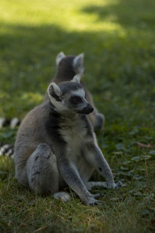 Free A ring-tailed lemur sits peacefully on green grass in an outdoor setting, showcasing its distinctive features. Stock Photo
