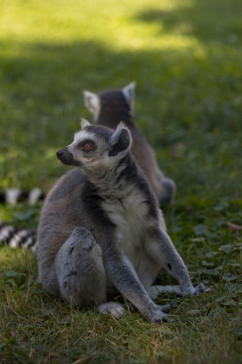 Free Portrait of a ring-tailed lemur sitting on the grass, looking alert and curious. Stock Photo