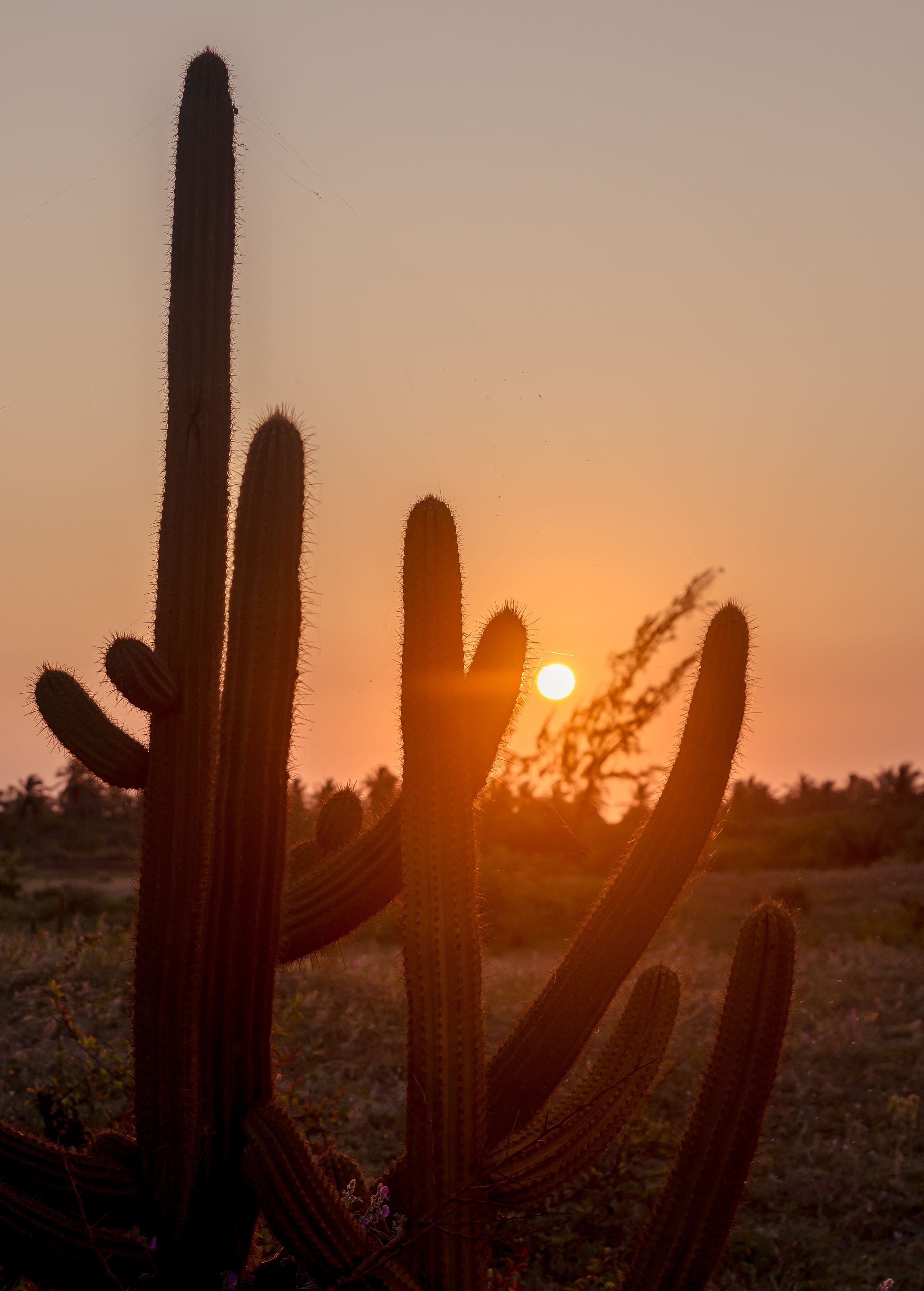 A cactus plant in the desert at sunset · Free Stock Photo