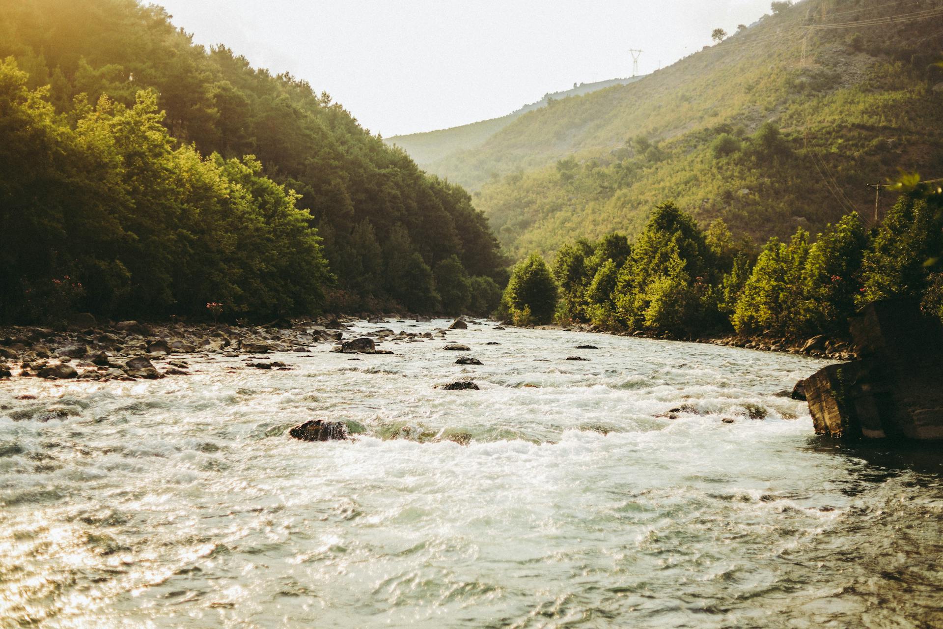 Photo of Flowing Body of Water Surrounded by Trees