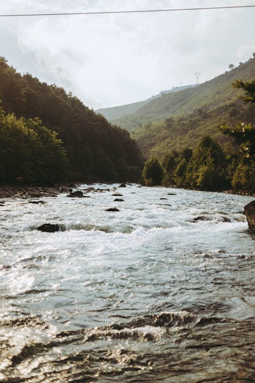 Fiume Con Alberi Ai Lati