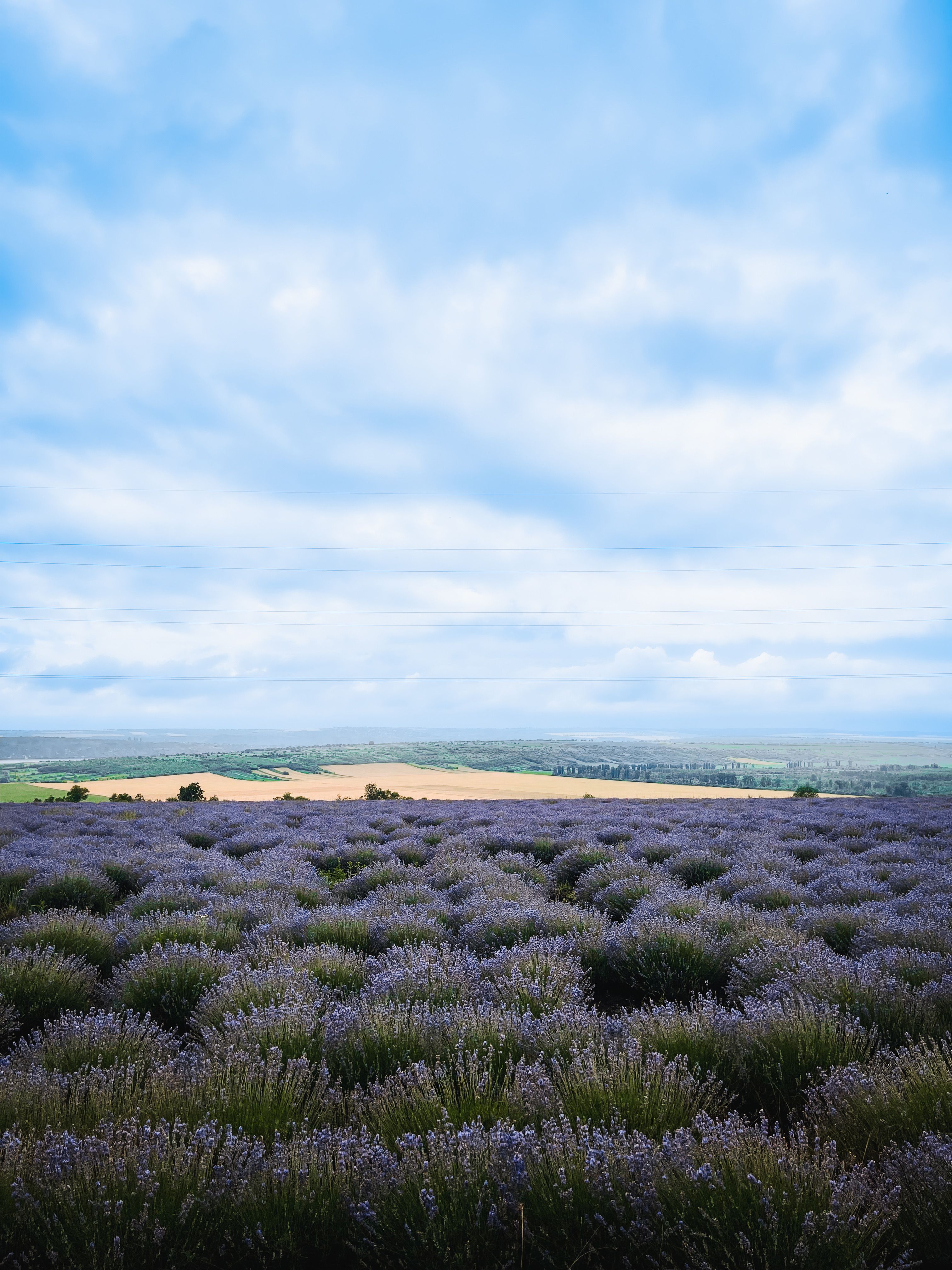 A field of lavender with a blue sky · Free Stock Photo
