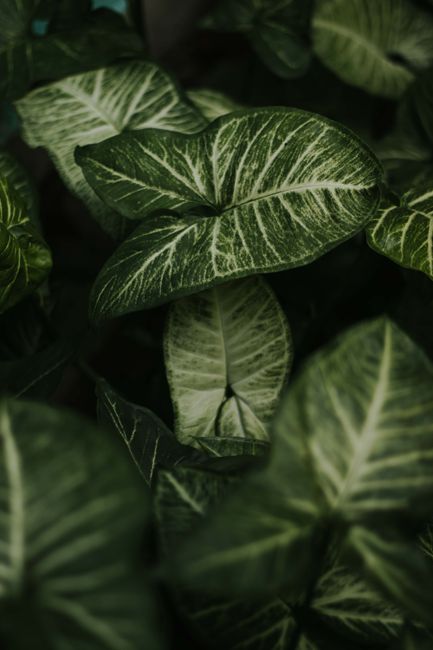 Close-up of vibrant tropical leaves showcasing lush greenery and intricate patterns.