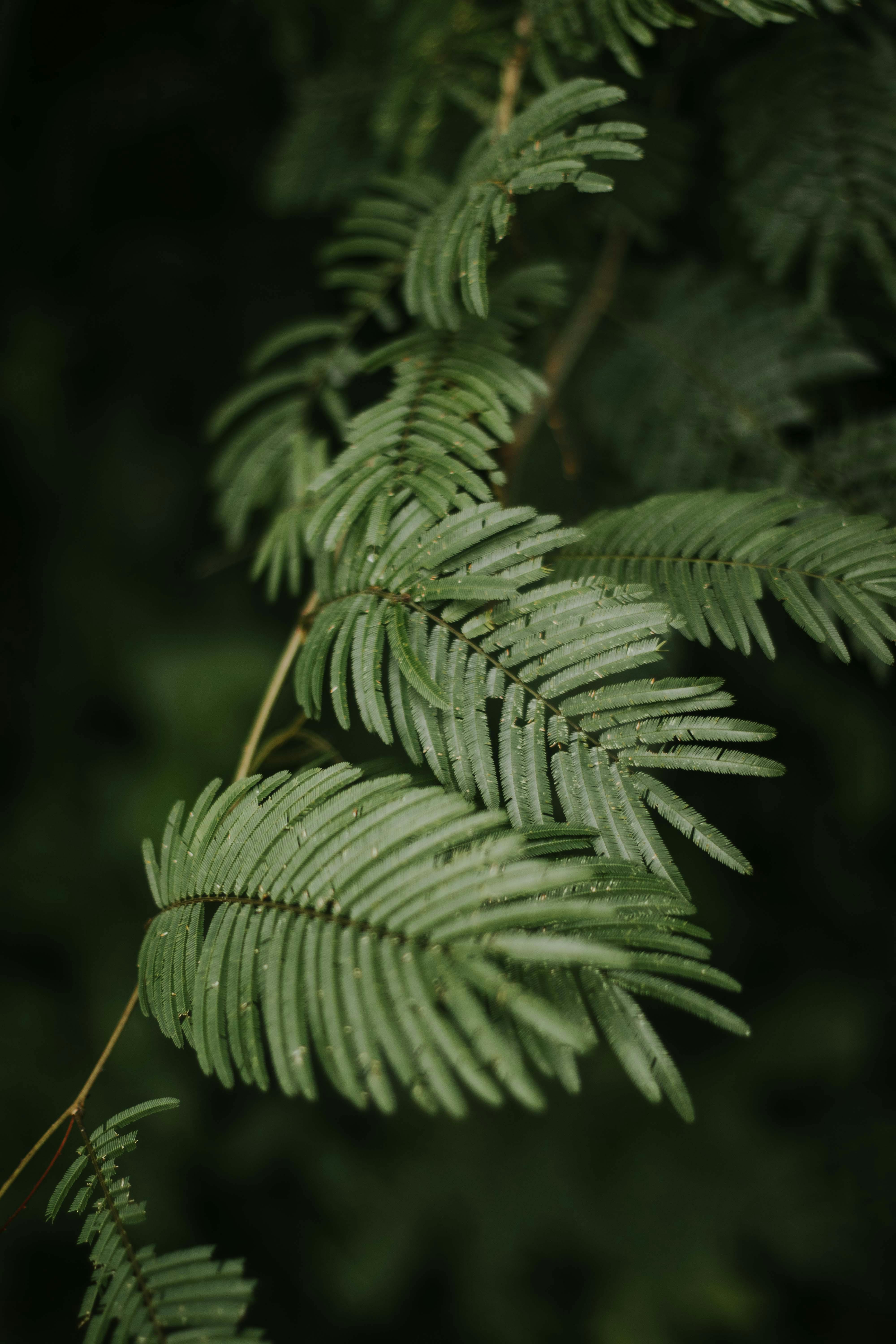 Close-up of fresh green fern leaves with dewdrops in a rainforest setting, highlighting nature's beauty.