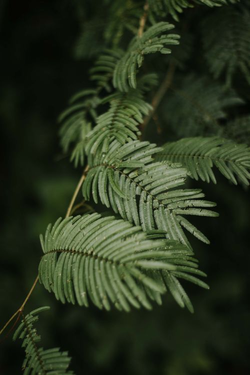 Free Close-up of fresh green fern leaves with dewdrops in a rainforest setting, highlighting nature's beauty. Stock Photo