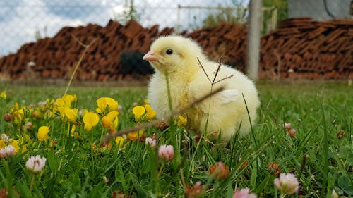 Foto stok gratis ayam, bunga kuning, bunga-bunga indah