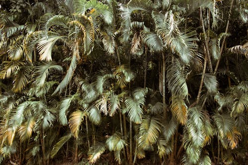 Ingyenes stockfotó 4k-háttérkép, buja, erdő témában