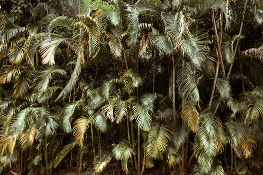 A dense and lush tropical forest featuring an abundance of palm trees and rich foliage.