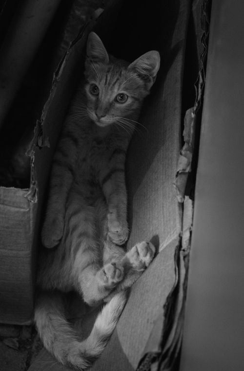 Free stock photo of animal wing, cats, kitties Stock Photo