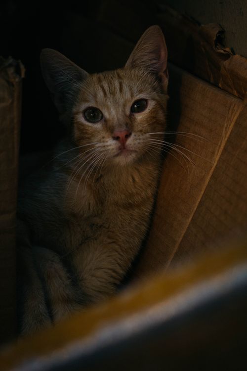 Free El guapo miau  Stock Photo