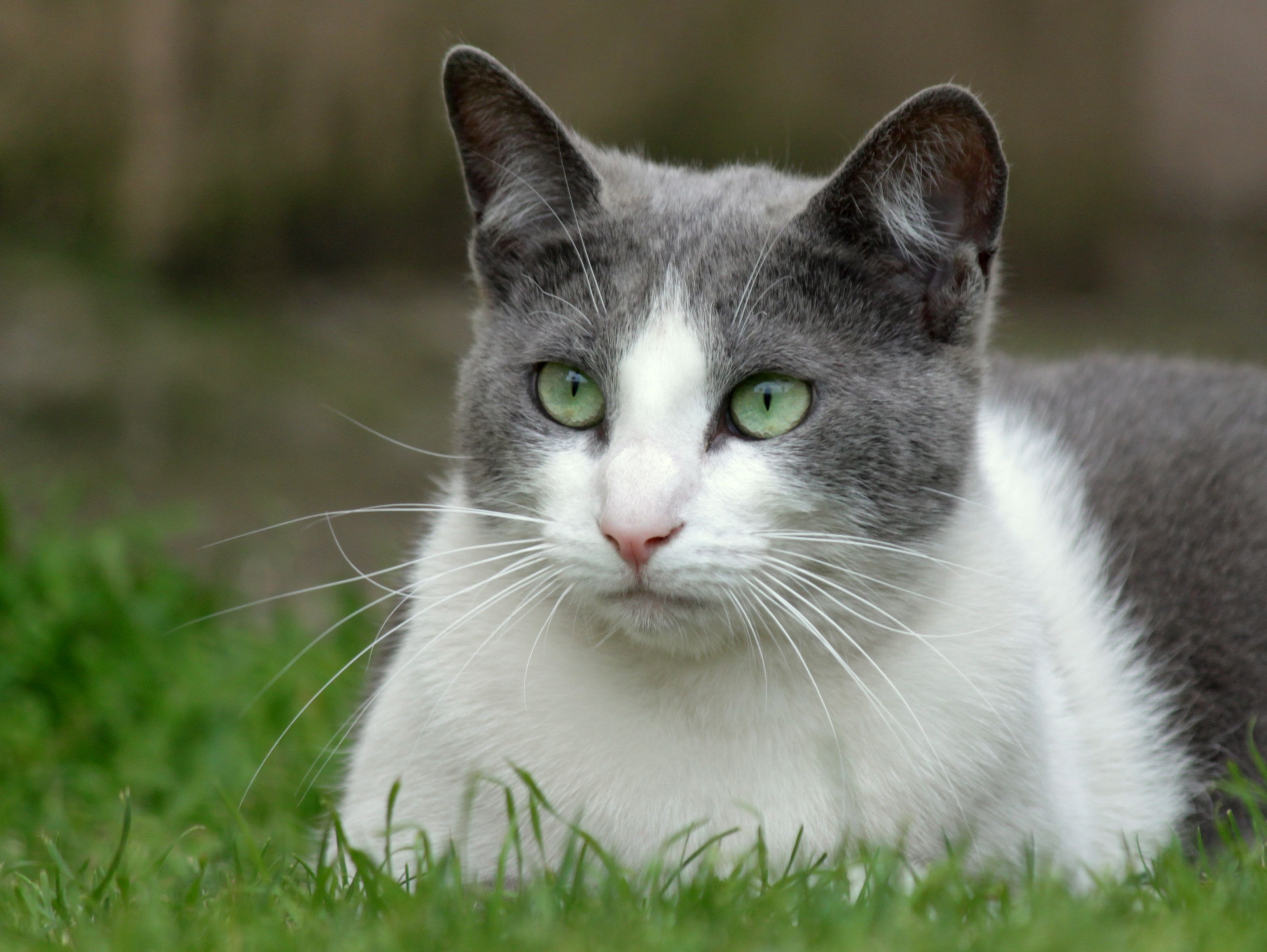 GREY AND WHITE CAT · Free Stock Photo