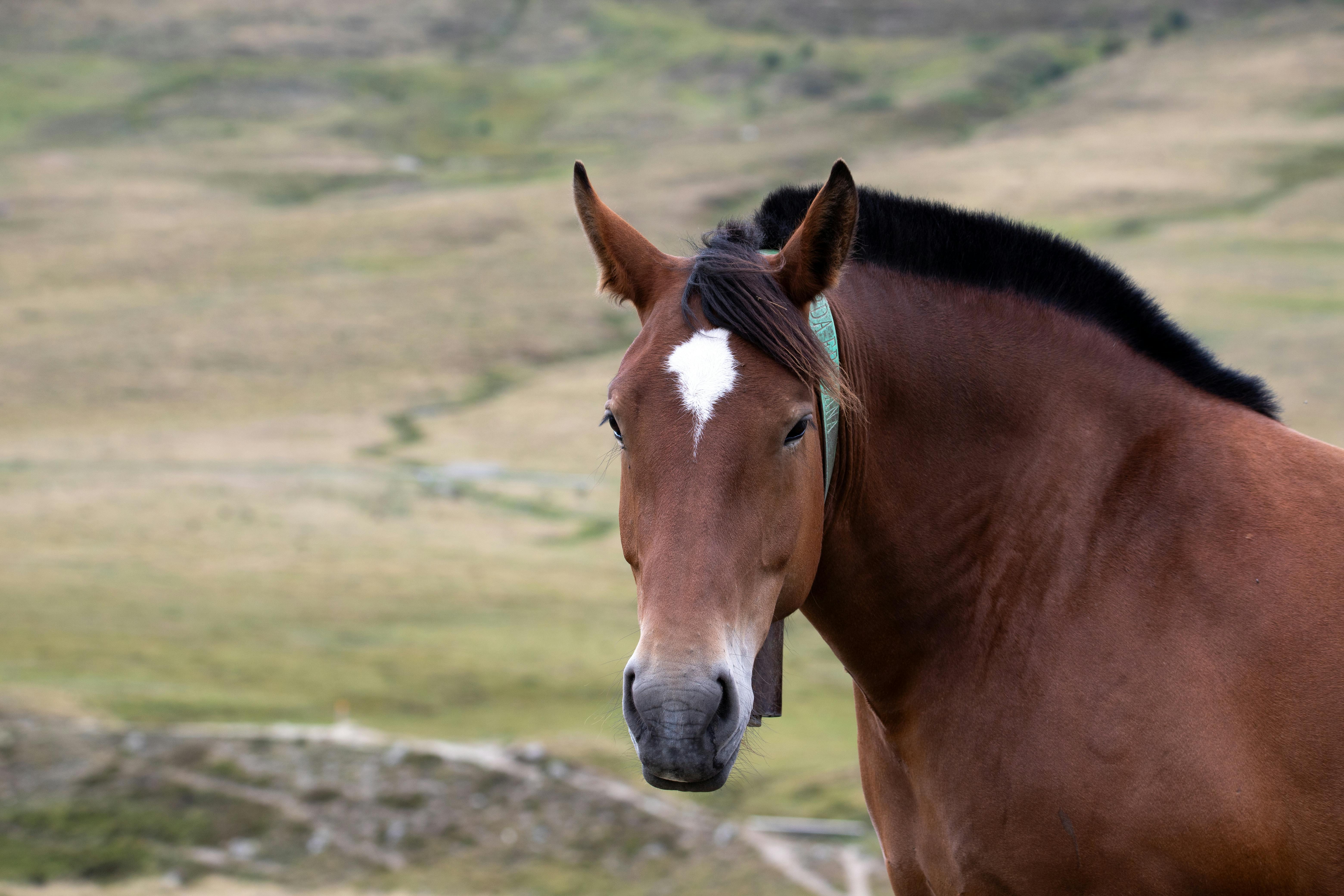 a horse with a white stripe on its face