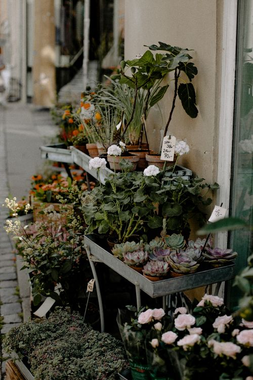 Free A variety of potted plants and flowers displayed outdoors on a charming cobblestone street. Stock Photo