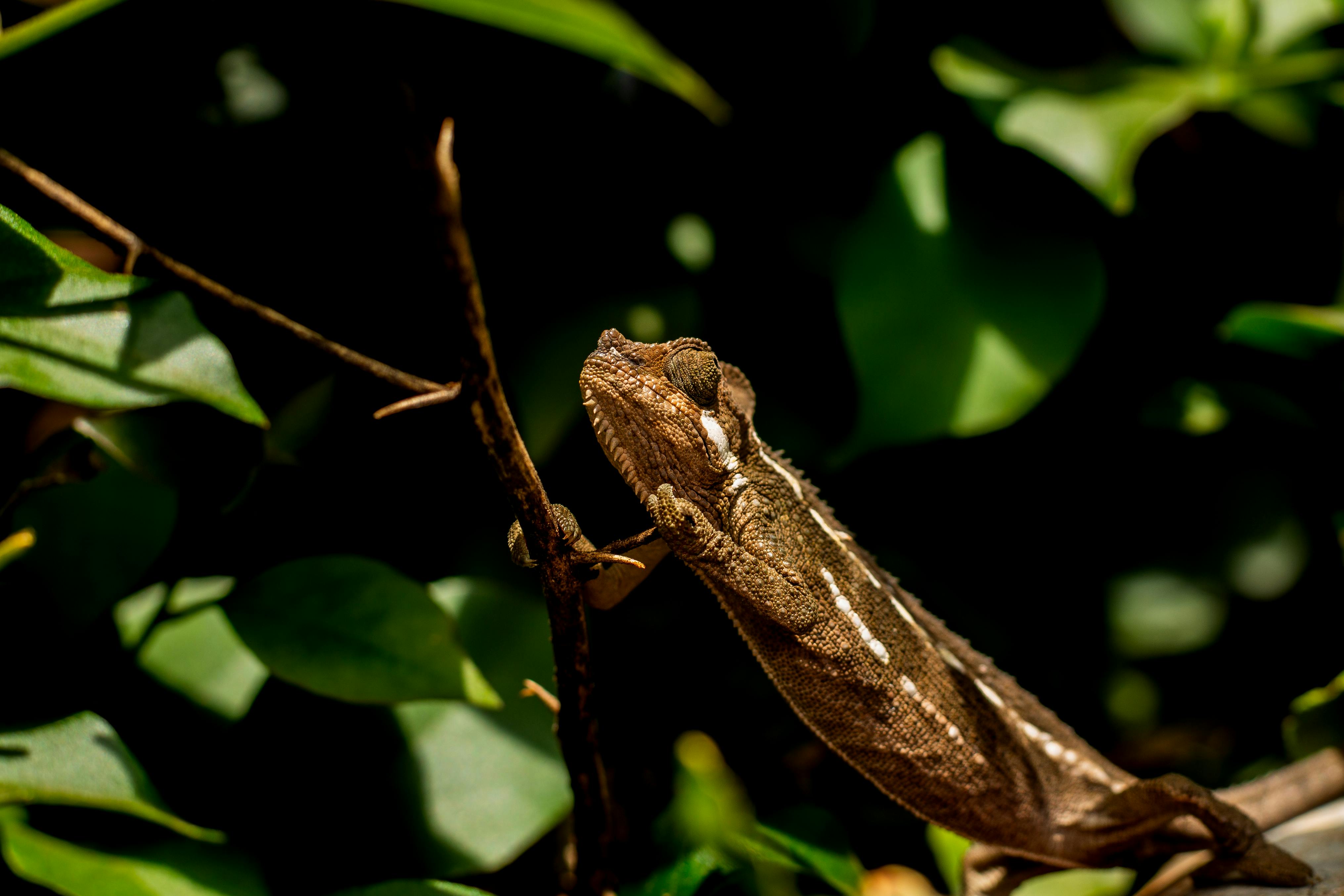 African Chameleon