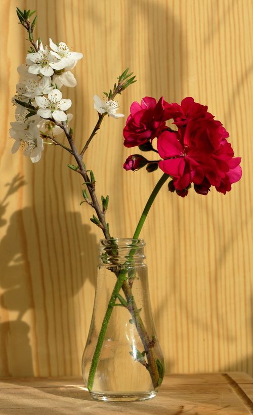 Free A delicate arrangement of red and white flowers beautifully displayed in a clear glass vase against a wooden backdrop. Stock Photo