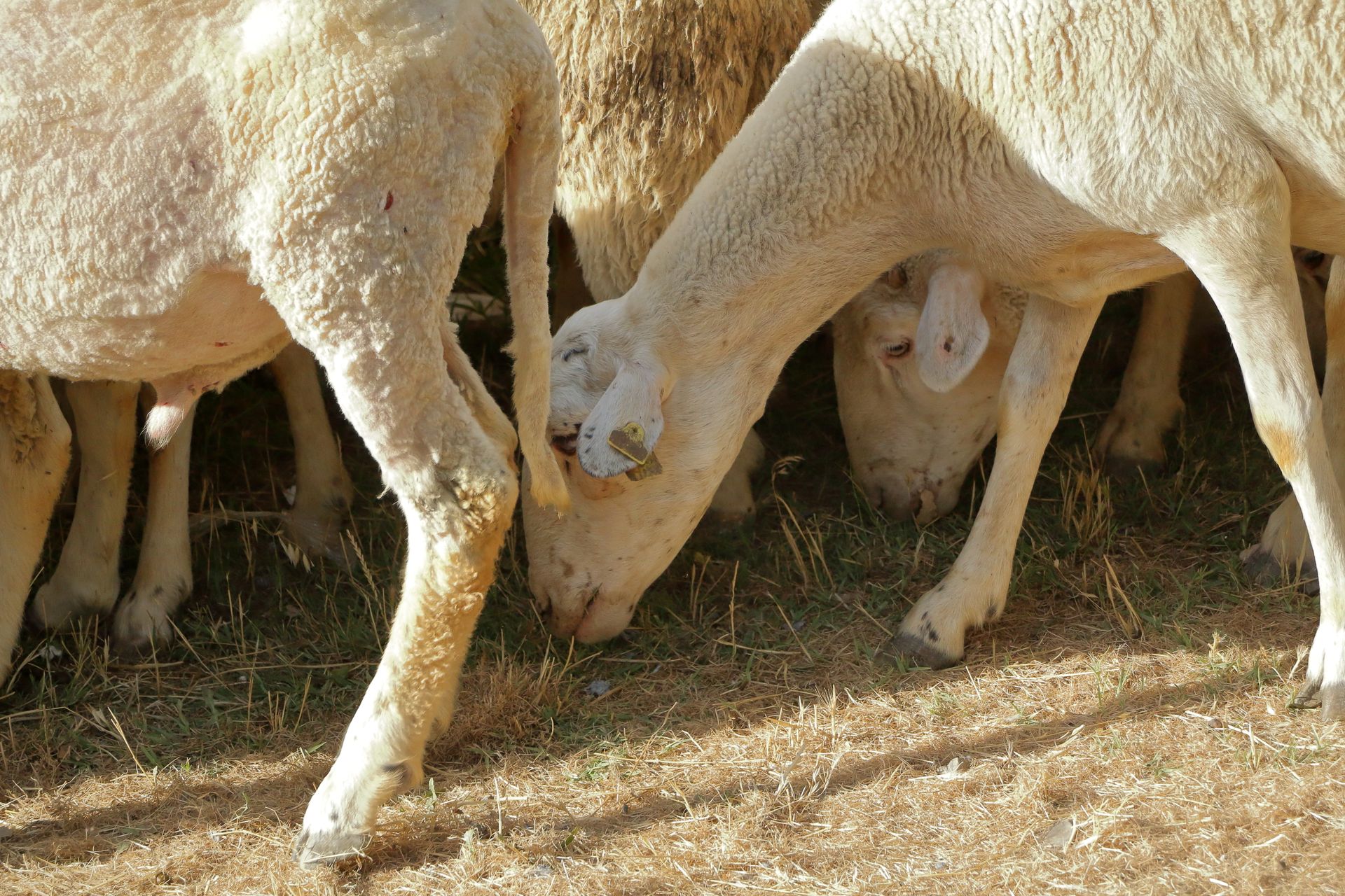 Sheep feeding together in a sunny field
