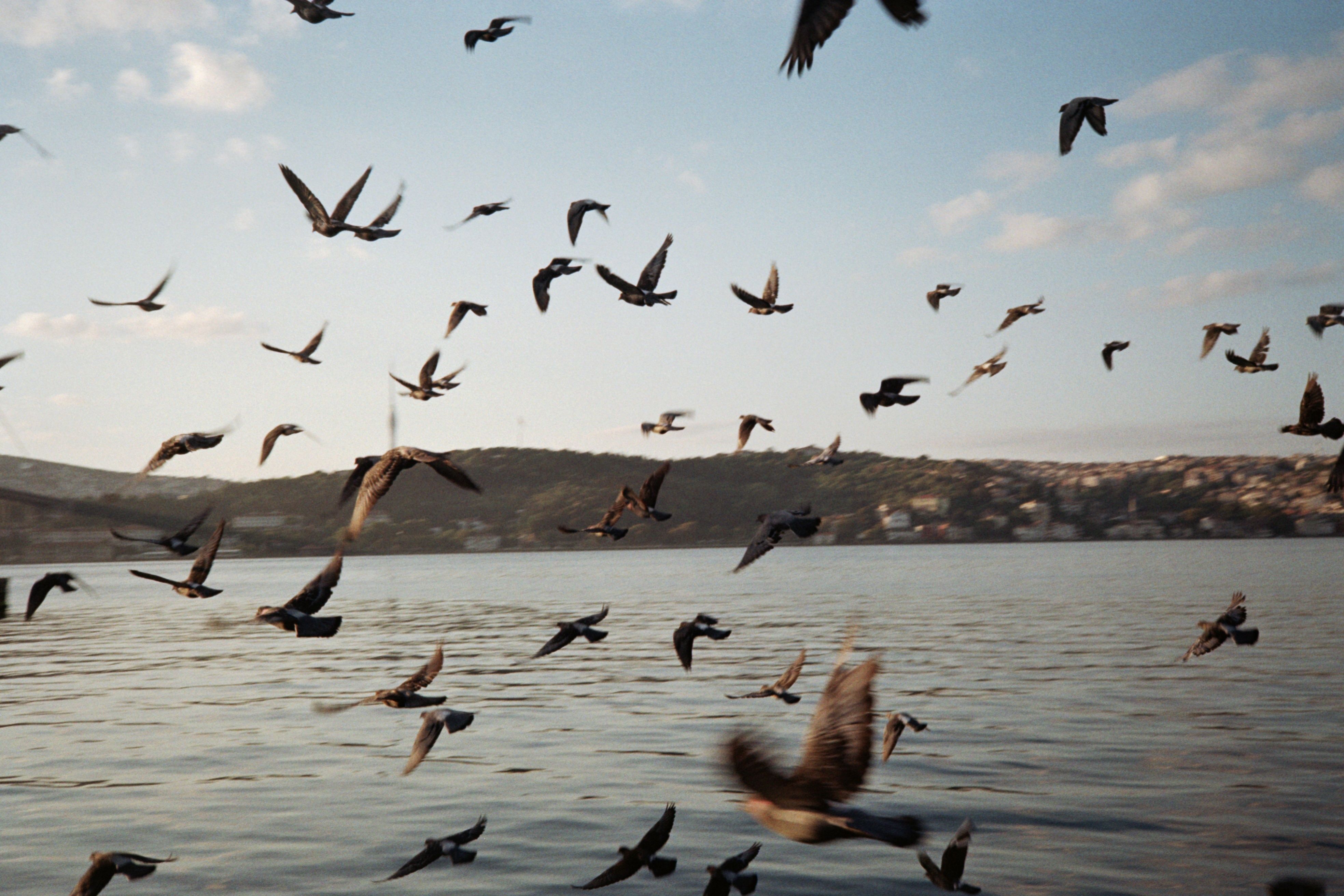 A flock of birds flying over a body of water · Free Stock Photo