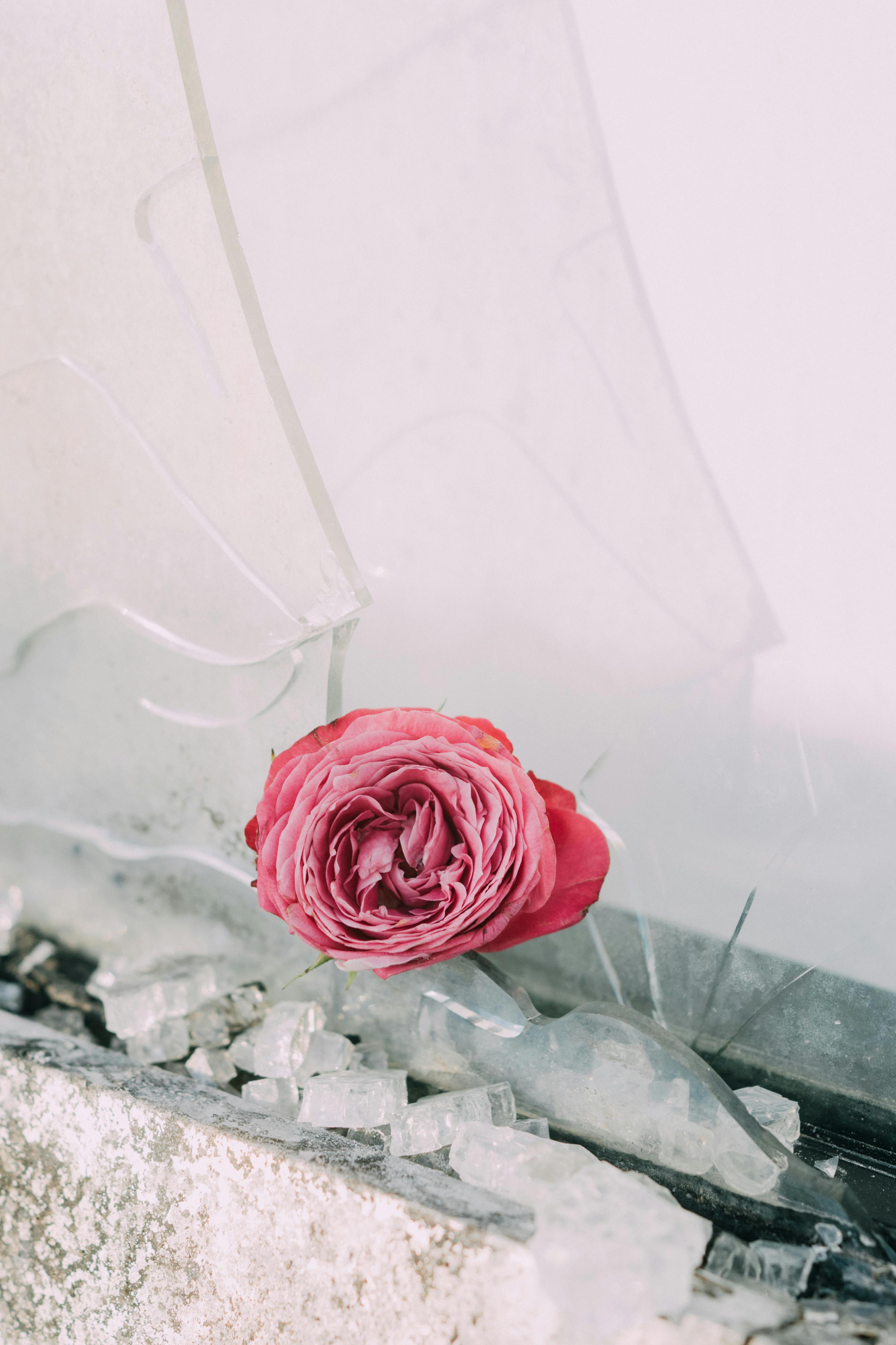 A delicate pink rose set against shattered glass, creating a contrast of fragility and strength.