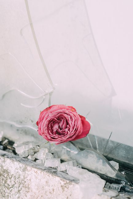 A delicate pink rose set against shattered glass, creating a contrast of fragility and strength.