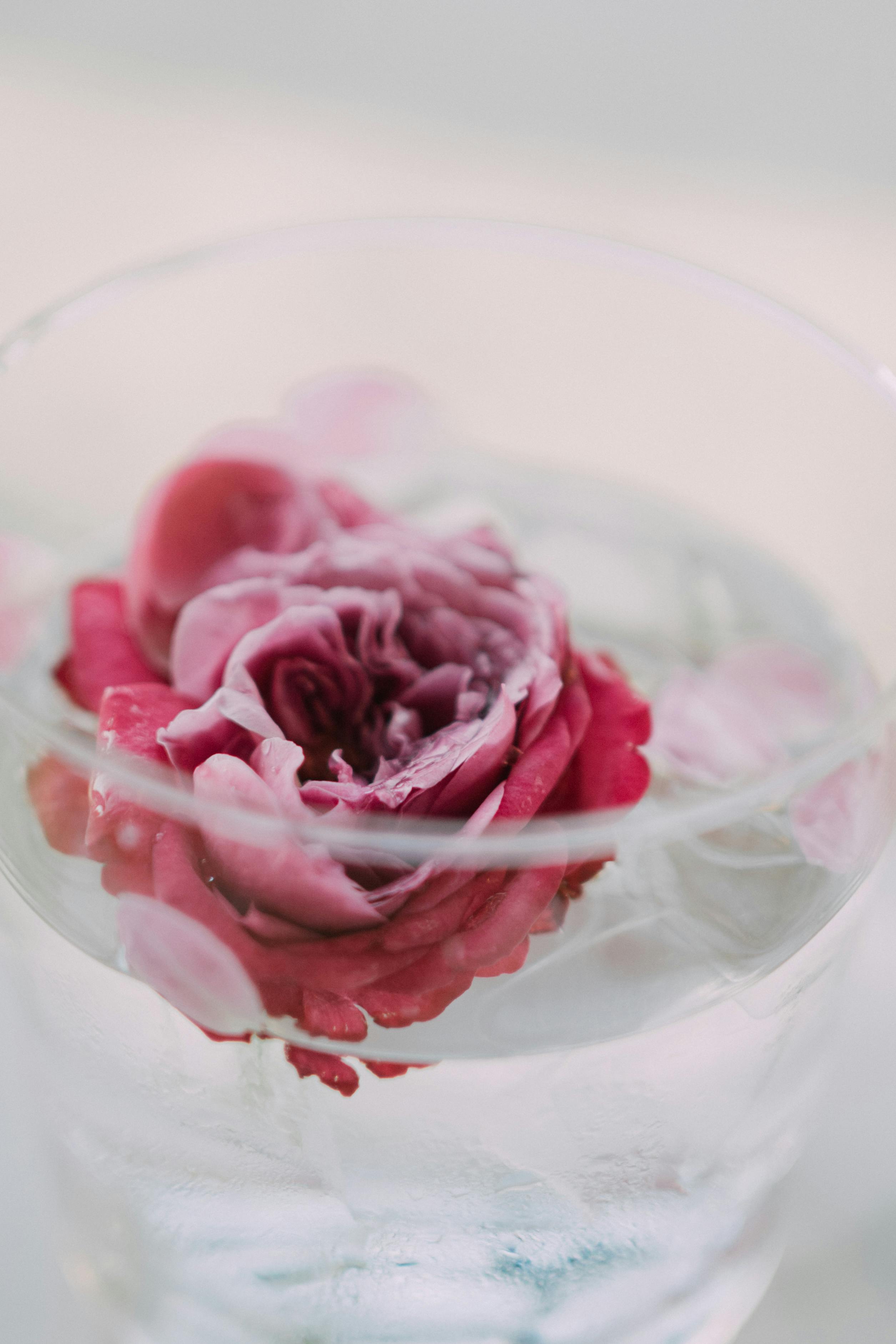 Delicate pink rose petals floating in a clear glass bowl, showcasing beauty and tranquility.