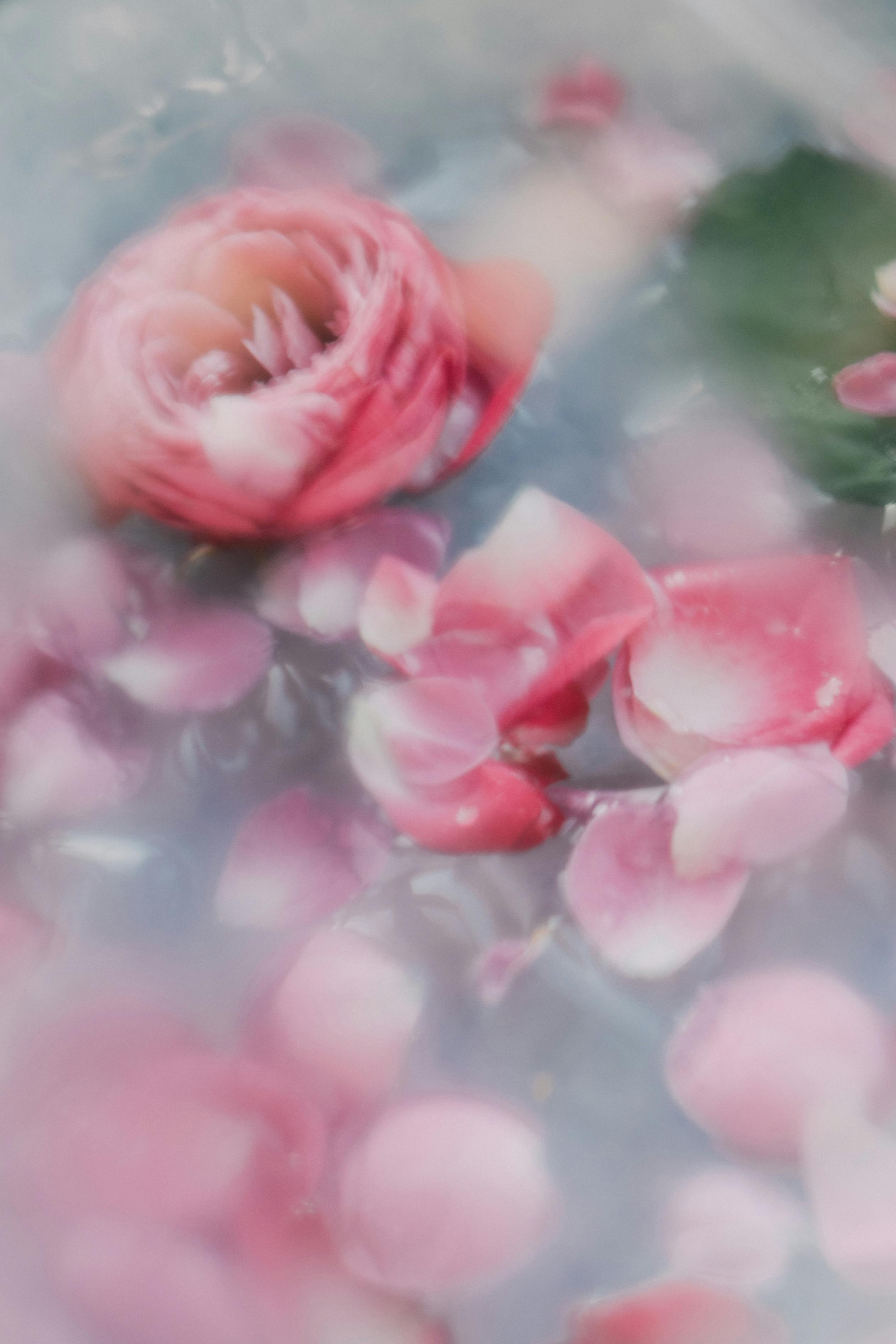 Delicate pink rose and petals softly floating on a serene water surface, creating a dreamy floral ambiance.