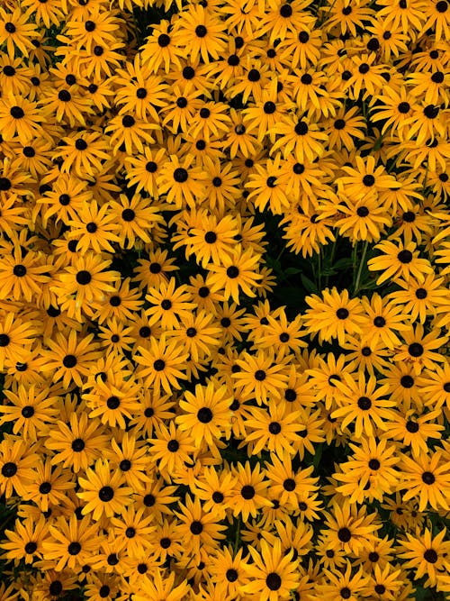Gratis Foto Tampak Atas Bunga Kuning Foto Stok