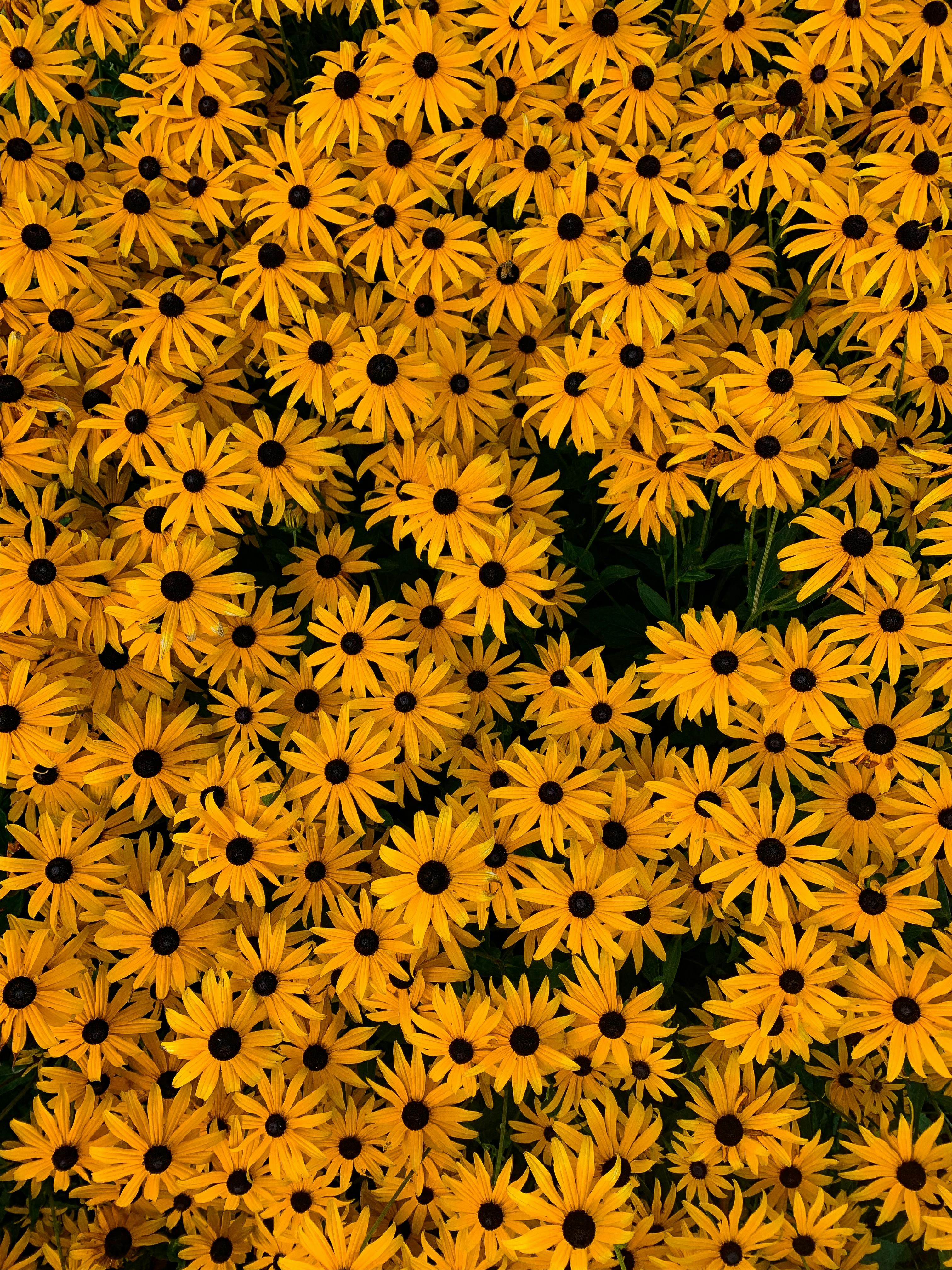 Top View Photo Of Yellow Flowers · Free Stock Photo