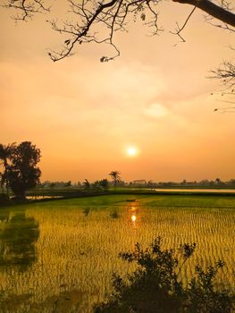 Peaceful sunset scene with trees and reflections in rice fields. A tranquil landscape capturing nature's beauty.