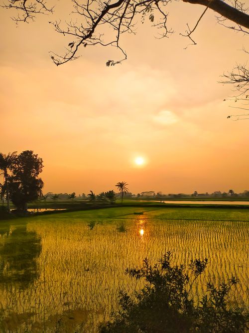 Free Peaceful sunset scene with trees and reflections in rice fields. A tranquil landscape capturing nature's beauty. Stock Photo