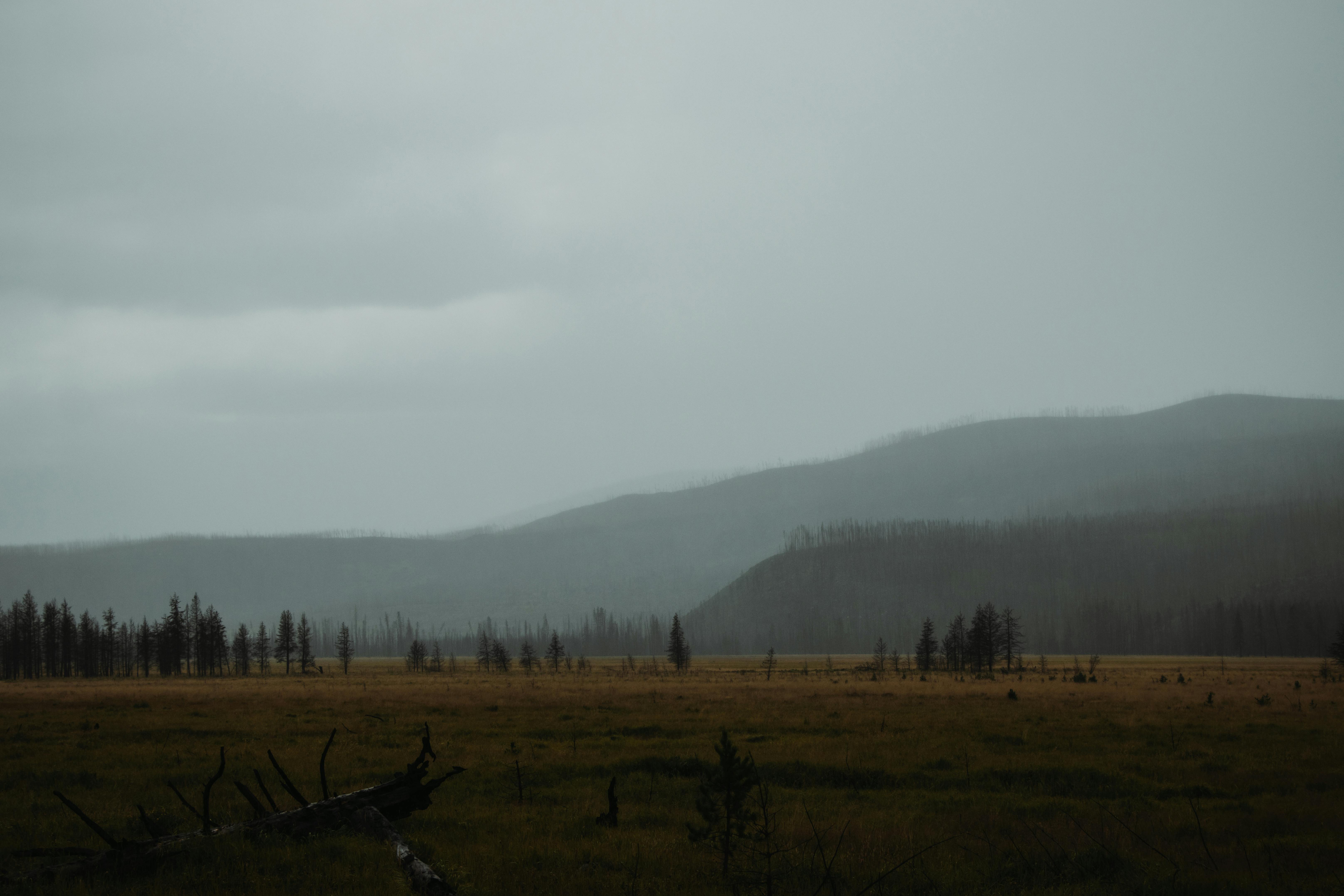 a field with trees and mountains in the distance