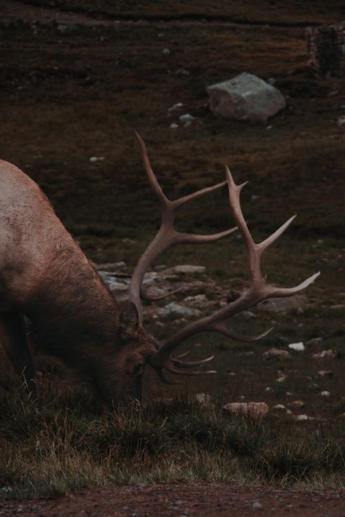 Free Close-up of a majestic elk grazing in the serene landscape of Estes Park, Colorado, showcasing nature's beauty. Stock Photo