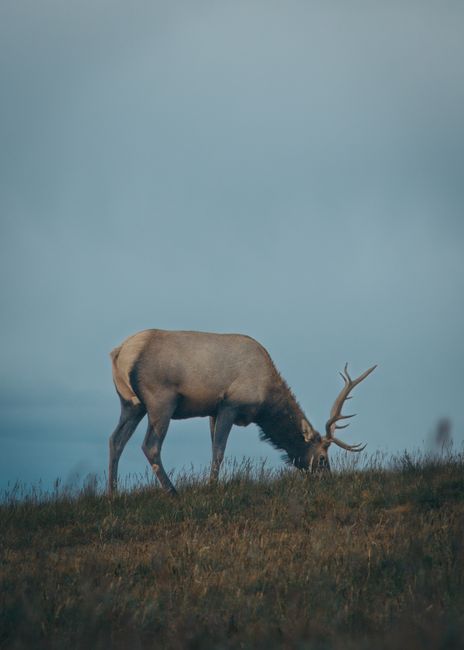 Day trip to Estes Park from Denver