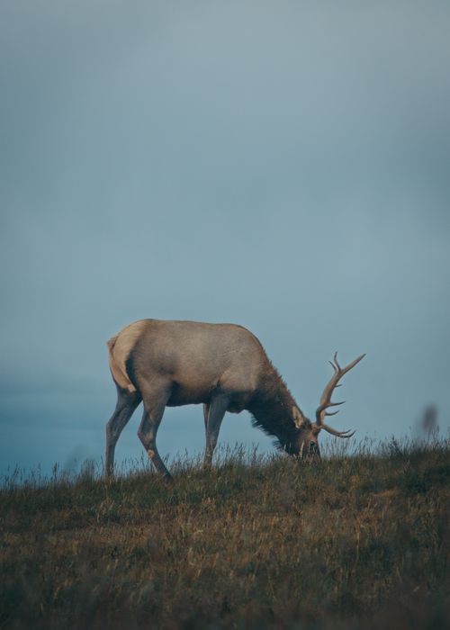 Free A lone elk with antlers grazes peacefully in the misty hills of Estes Park, Colorado. Stock Photo
