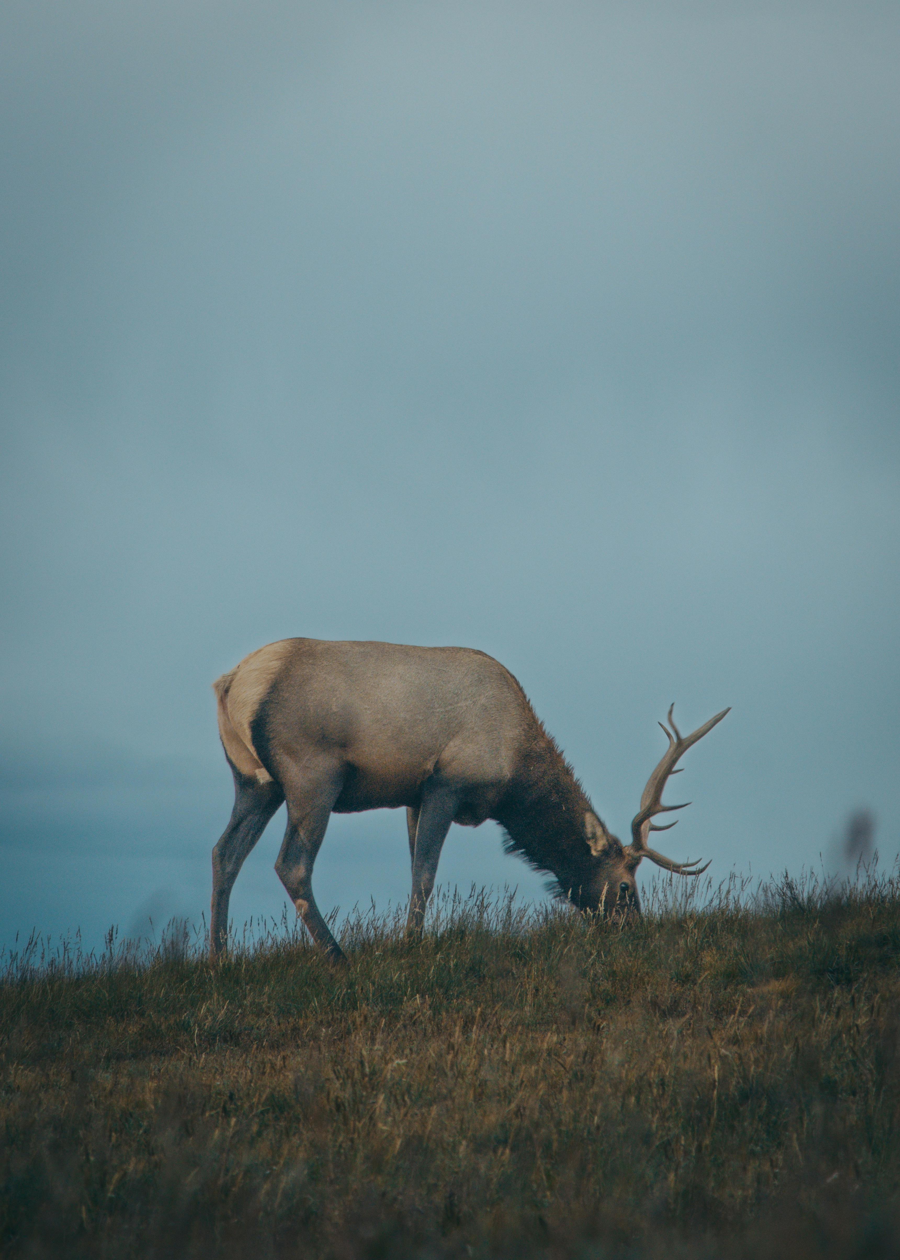 grátis Foto profissional grátis de alce, alvorecer, América do Norte Foto profissional