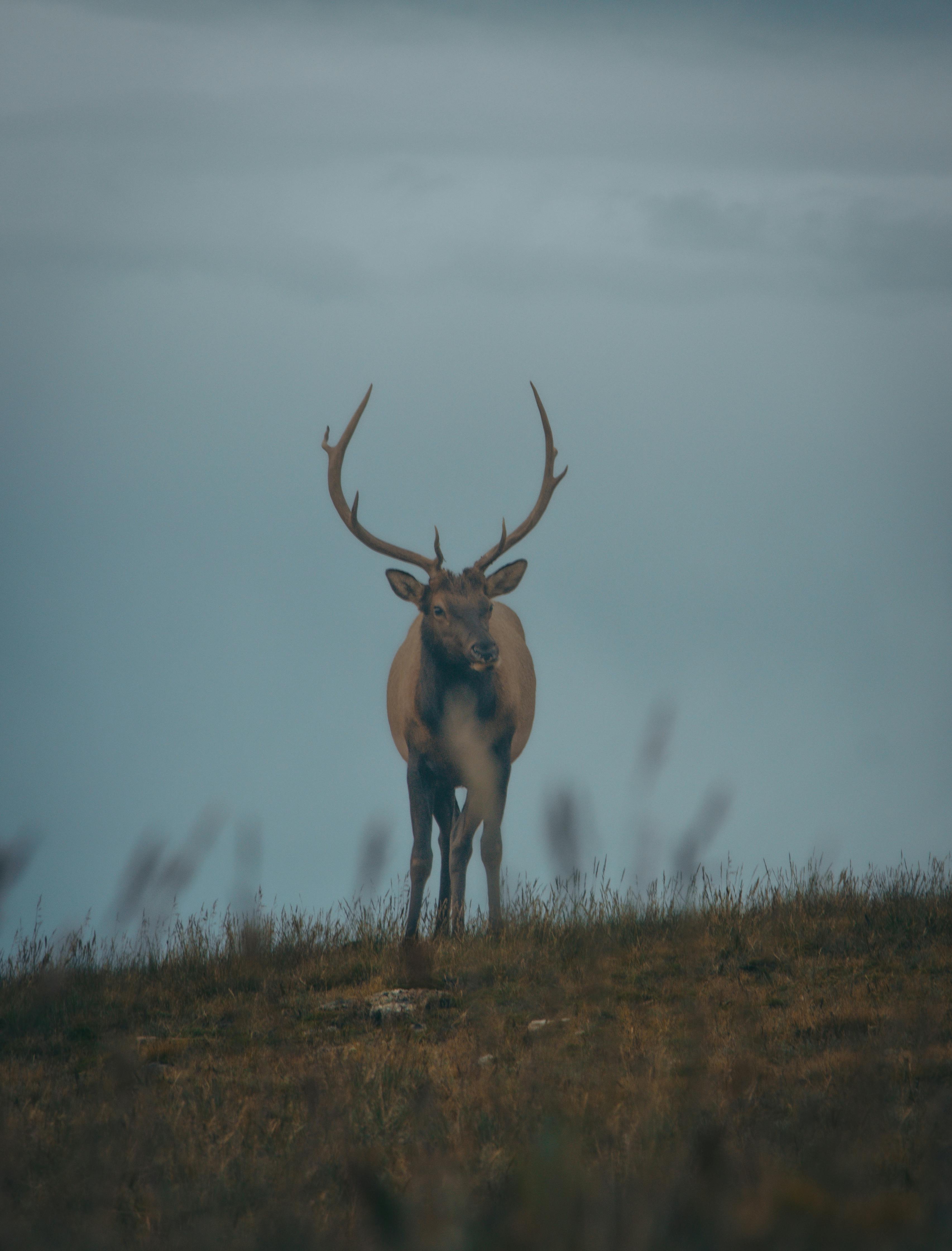 a large elk standing on a hill with a cloudy sky