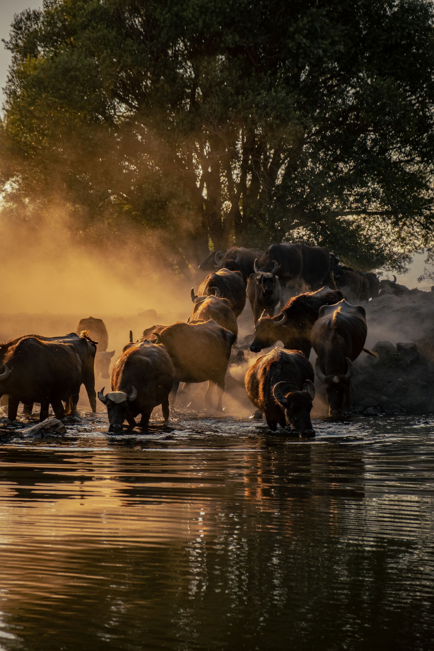 A herd of African buffalo crossing a river at dawn amid mist and warm light