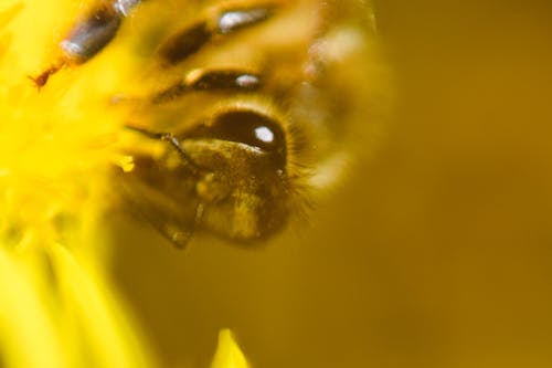 Kostnadsfri bild av bi, makrofotografi, närbild