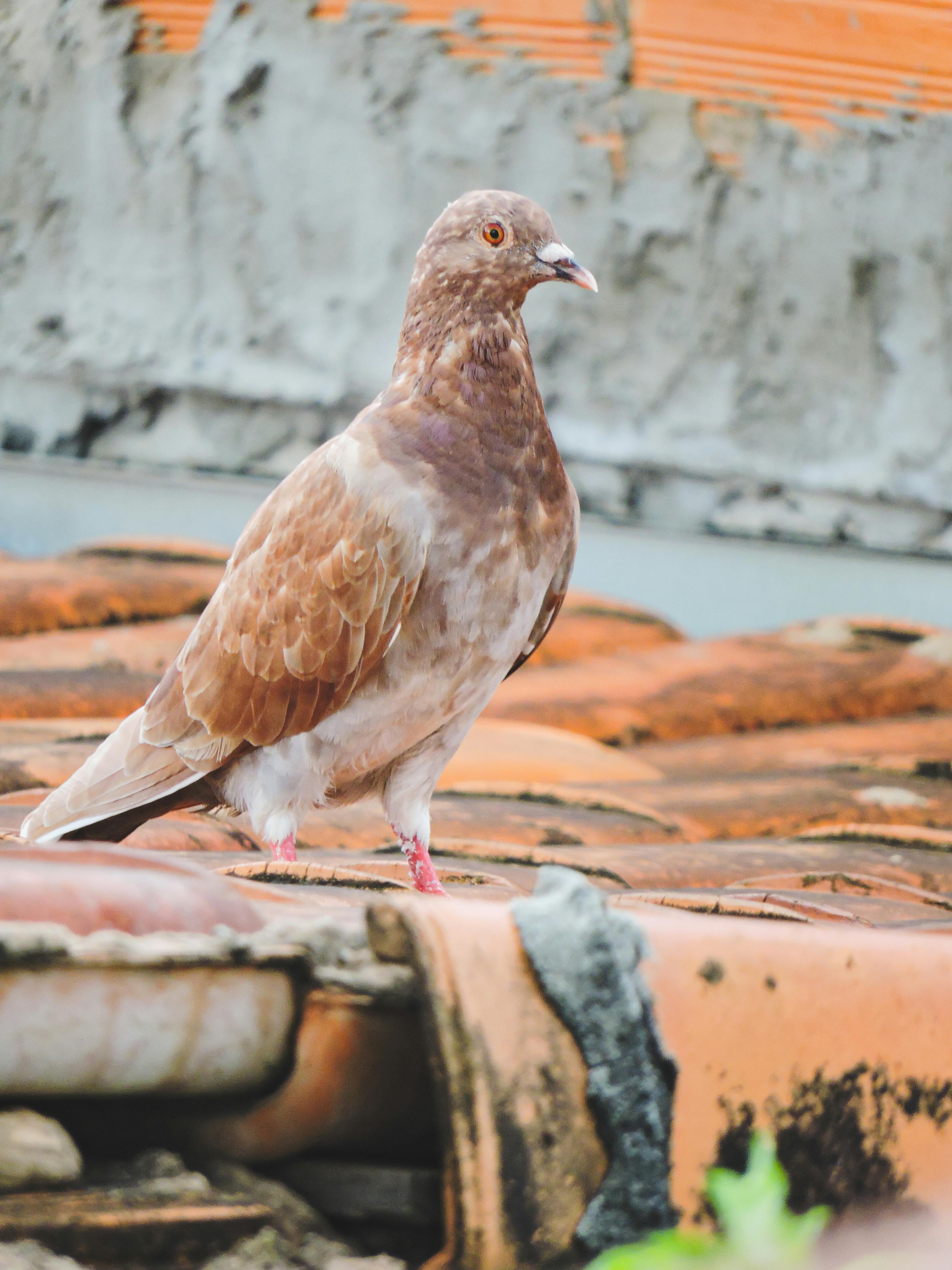 rock dove