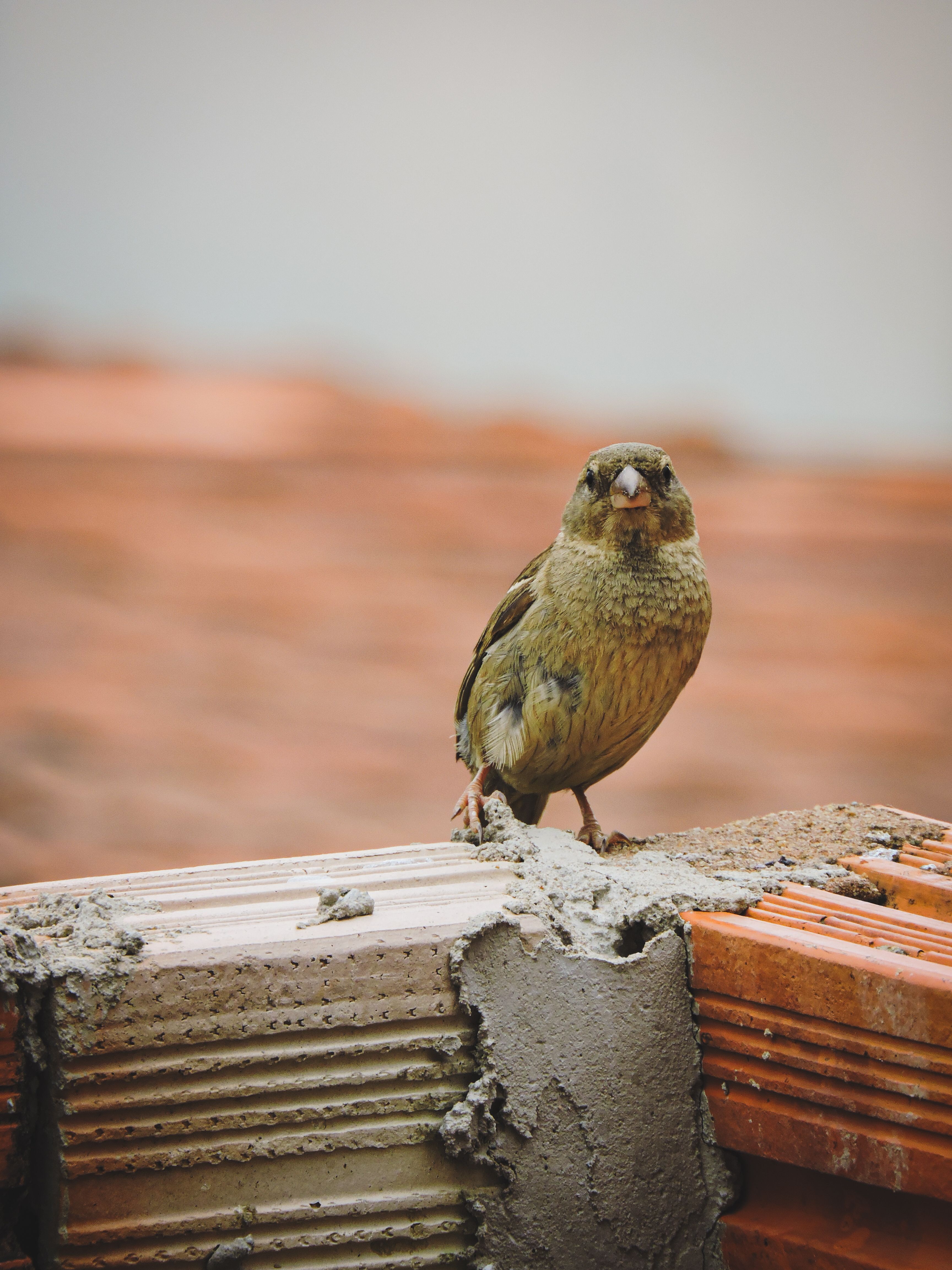 Sparrow perched on a partially constructed brick wall in an urban setting.