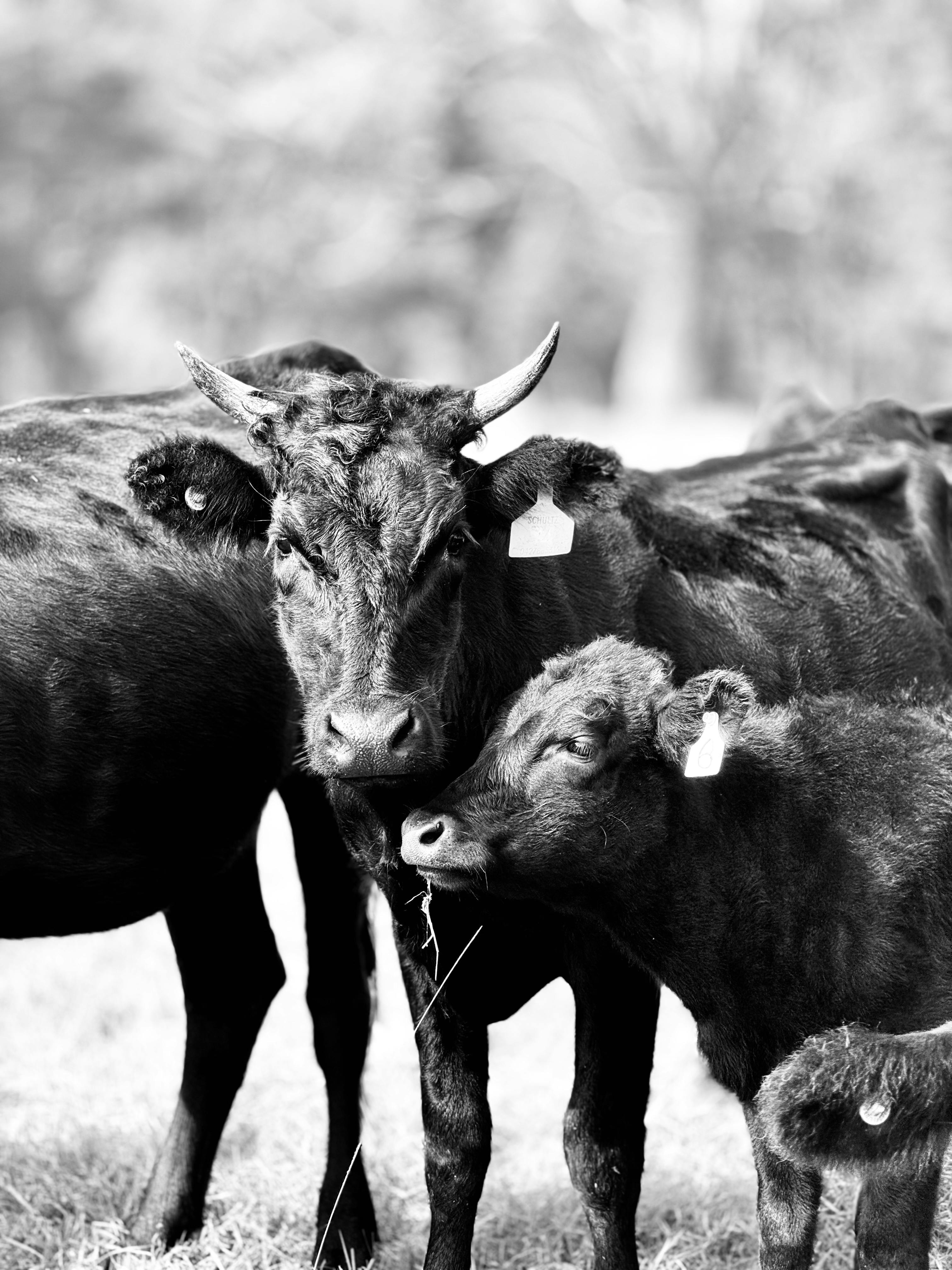 grátis Foto profissional grátis de agricultura, animais domésticos, animais selvagens Foto profissional