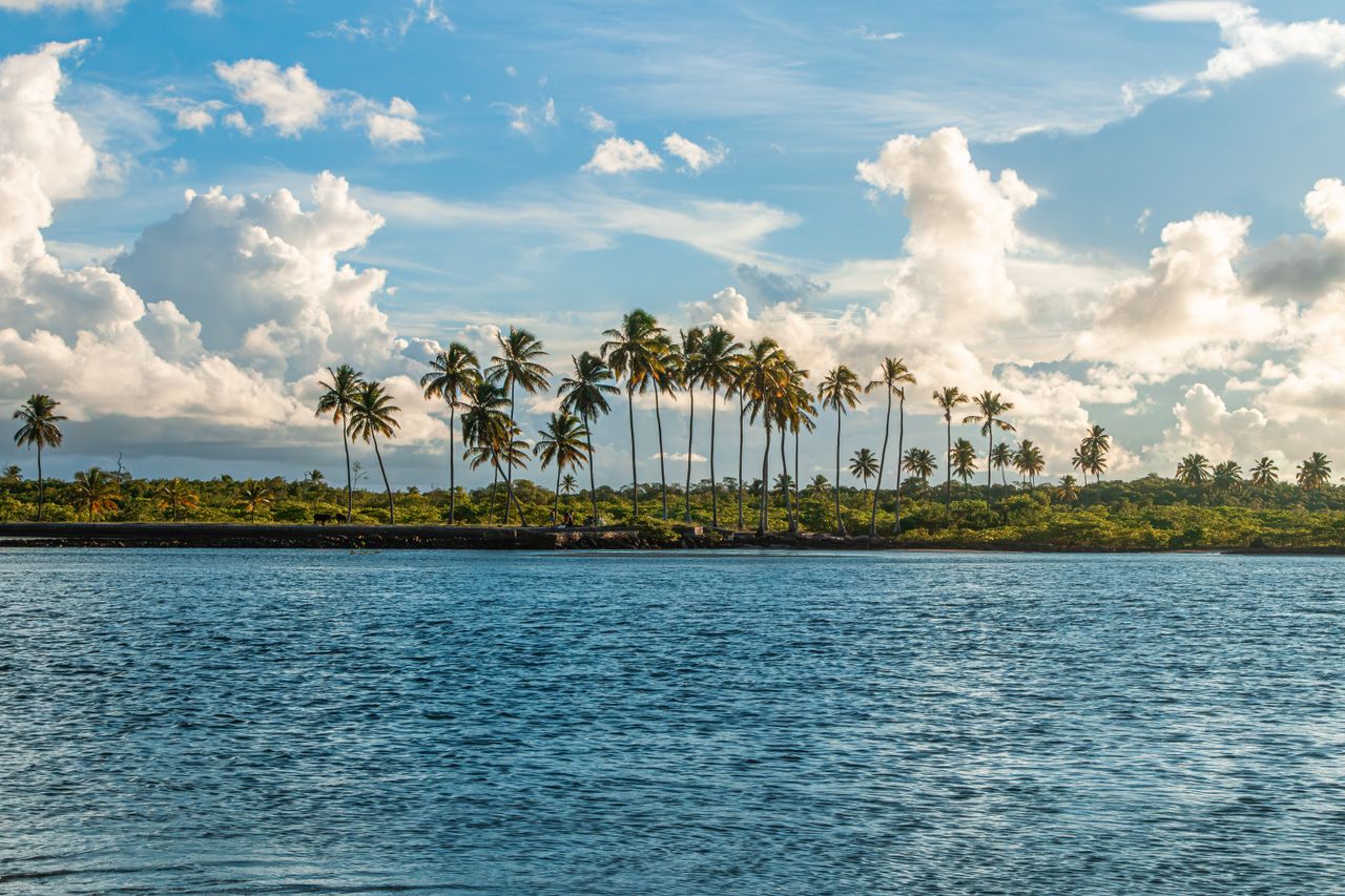 serene tropical beach landscape showcasing palm trees along the shorel
