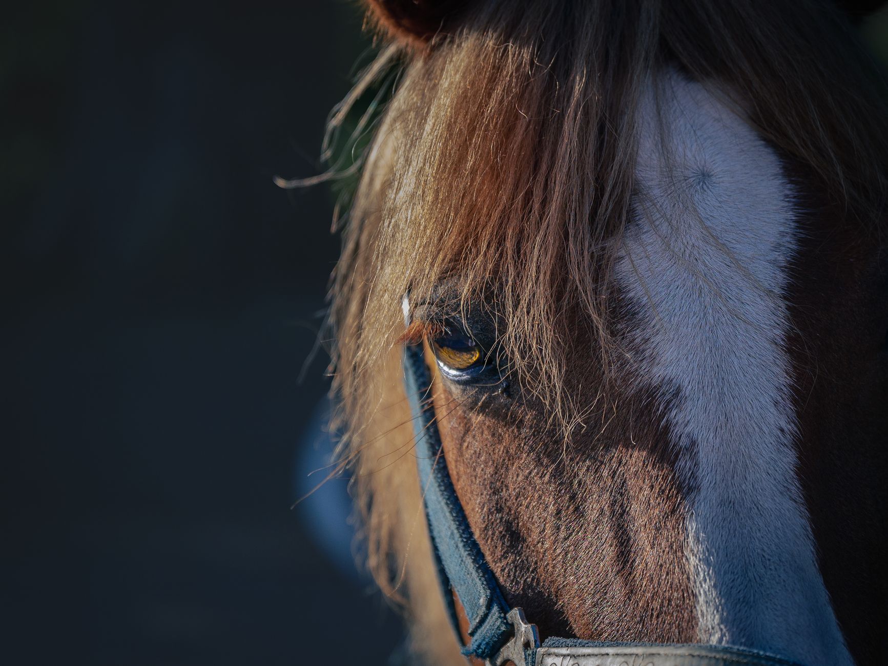 Portrait of a horse at a veterinary clinic