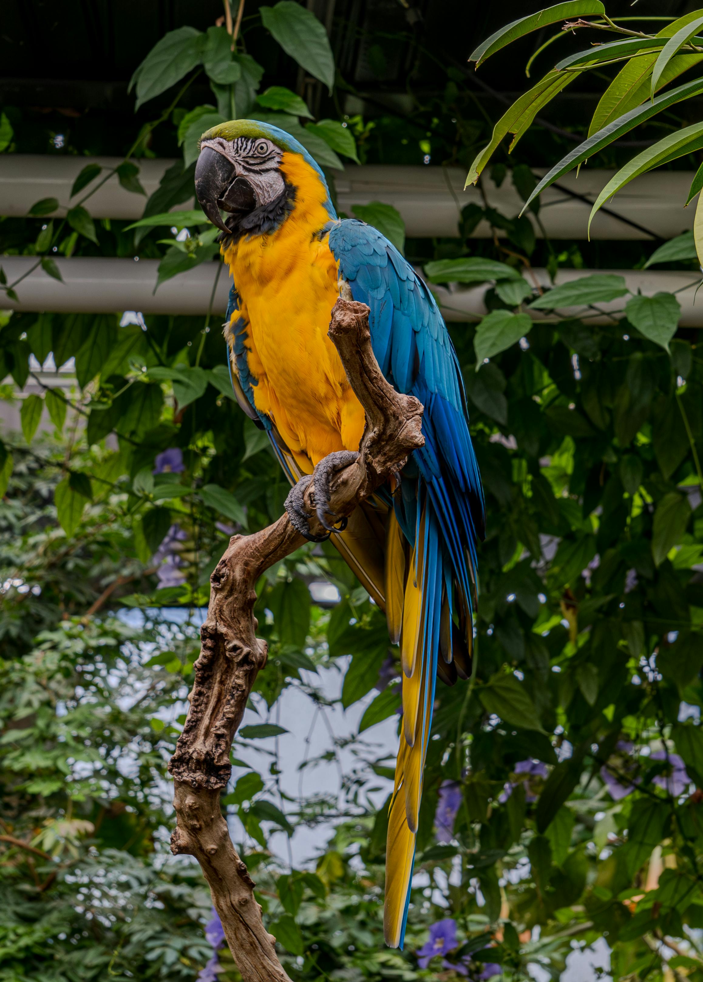 a blue and yellow parrot sitting on a branch