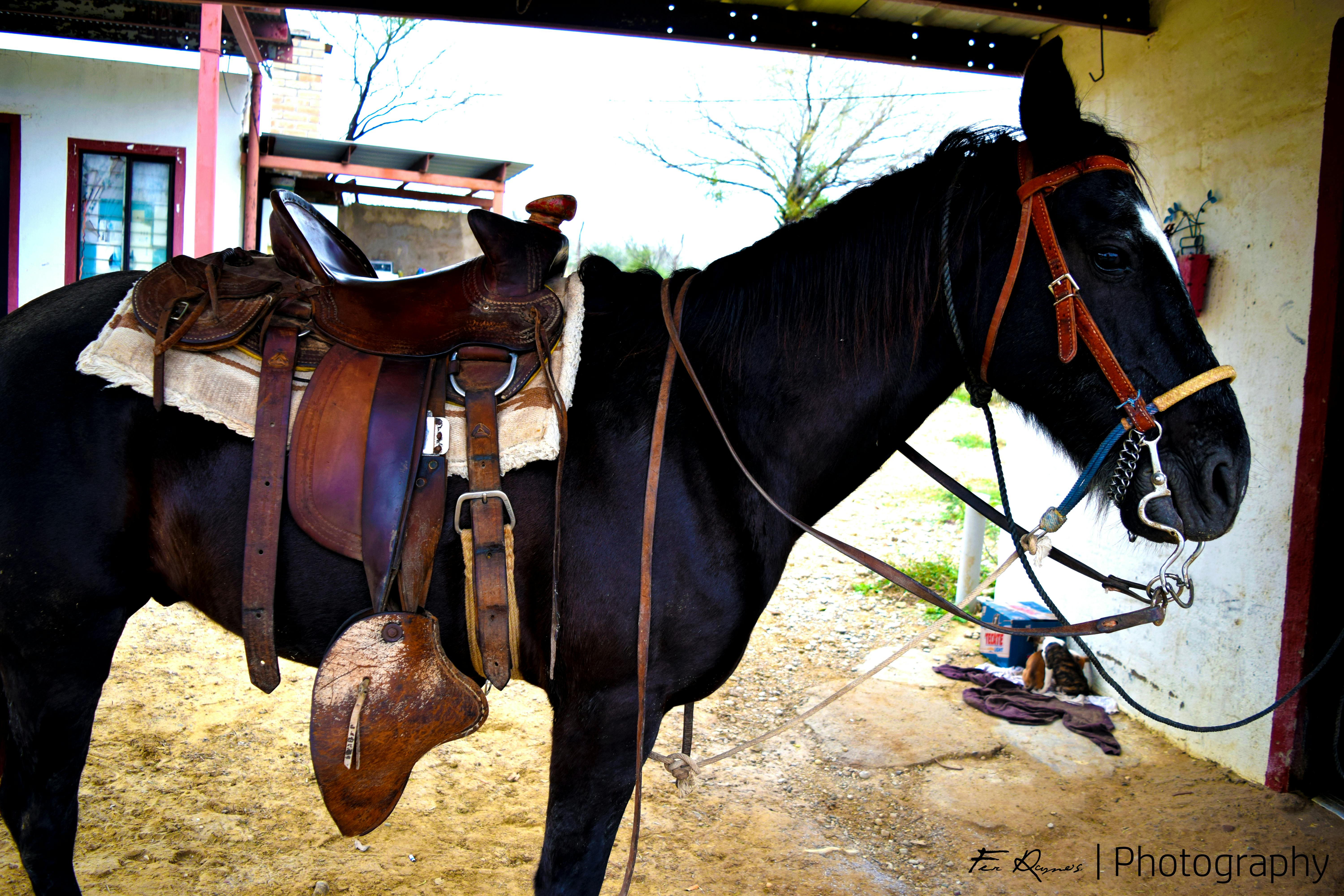 pexels-photo-280997.jpeg?auto=compress&cs=tinysrgb&fit=crop&h=627&w=1200