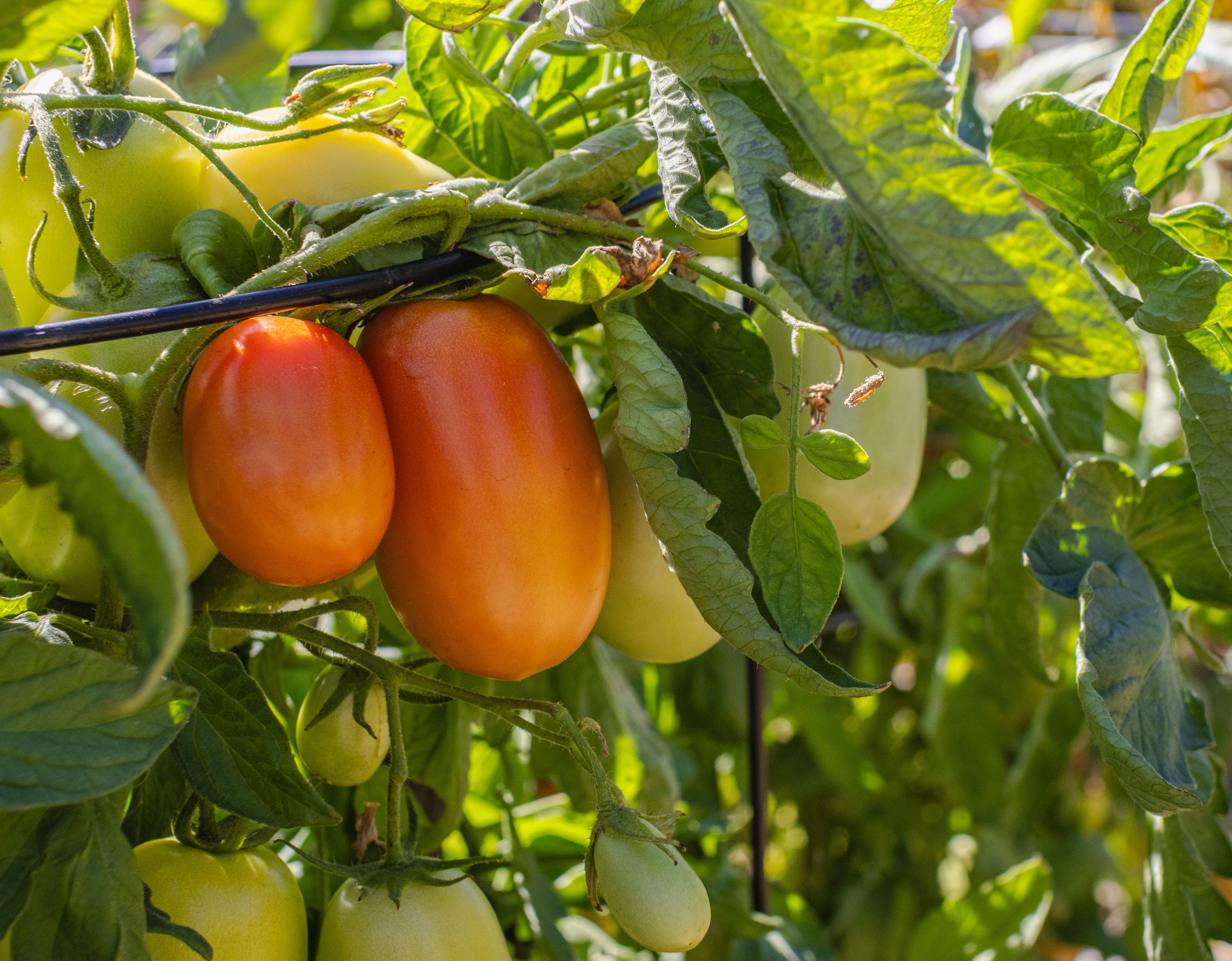 Tomato Cage Guide: Agena 5ft vs Standard Cages & Support Str