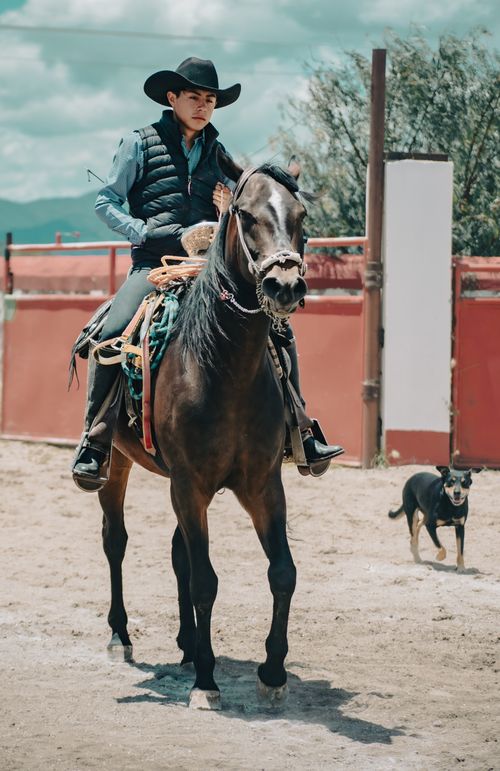 Free A cowboy in a hat rides a horse outdoors with a dog nearby in daylight. Stock Photo