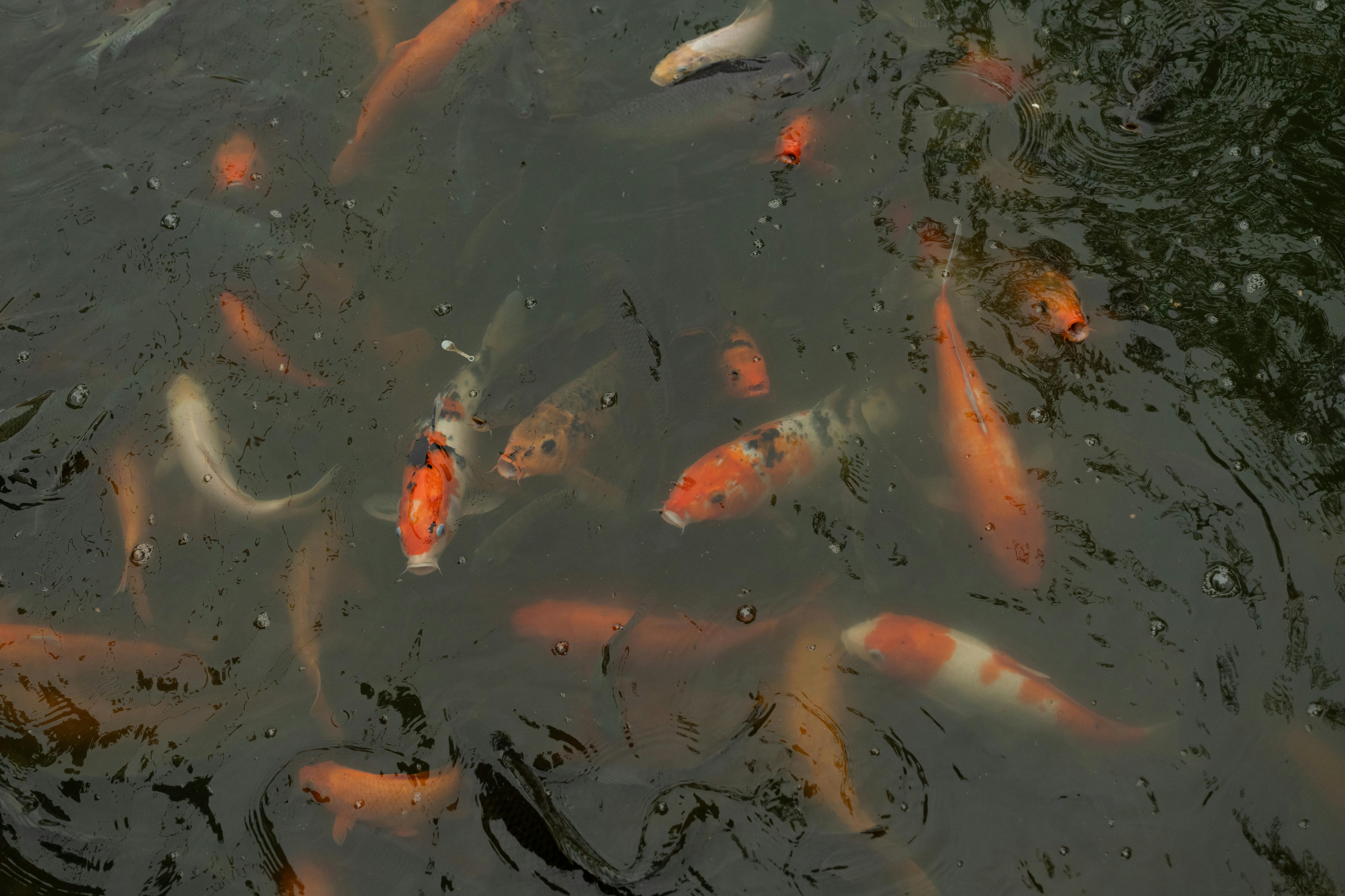 koi fish in a pond