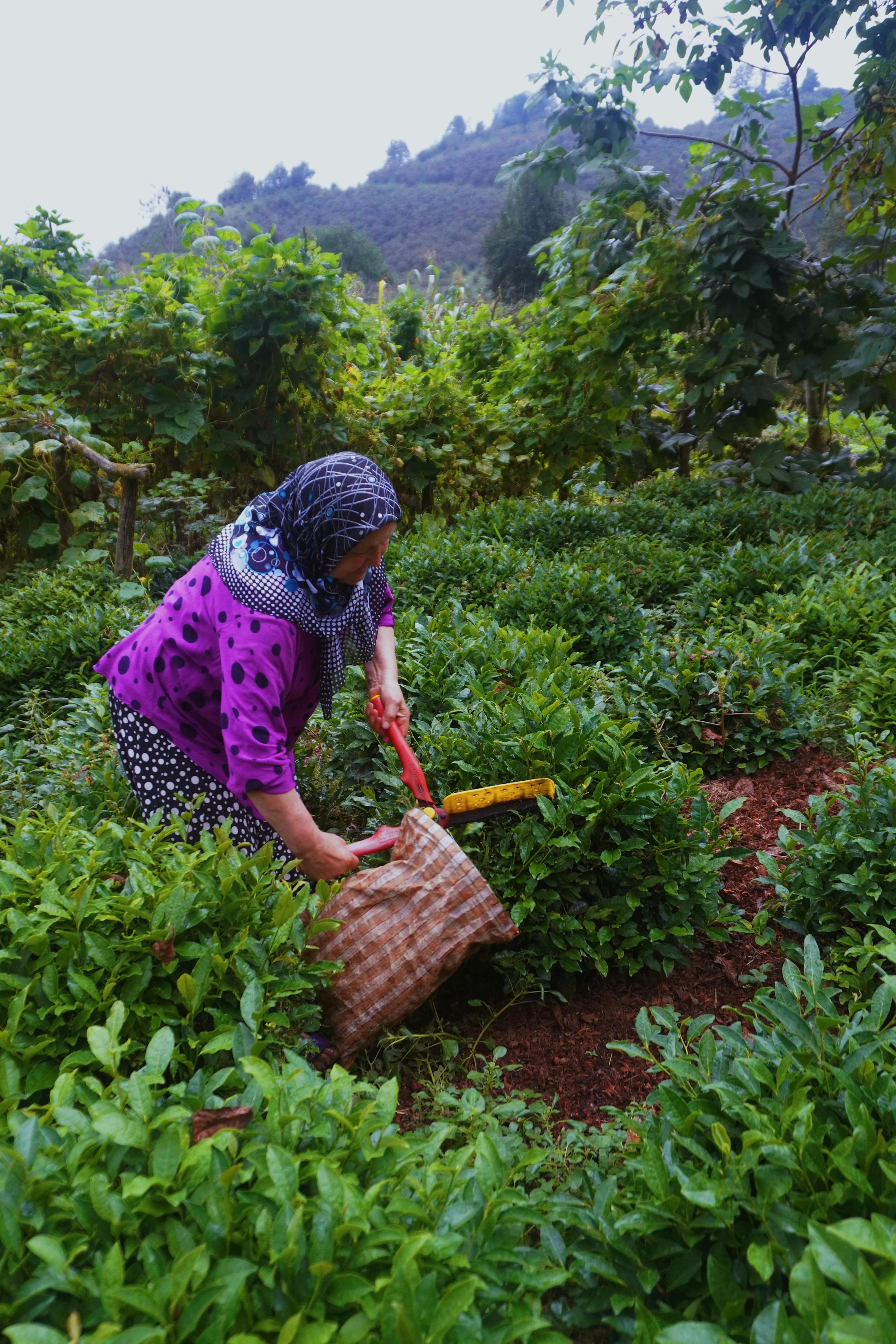 a woman picking tea leaves in a field